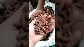 Neem seeds available || नीम के बीज। Call-9404859445, 7020485737 #youtubeshorts #farming #trending