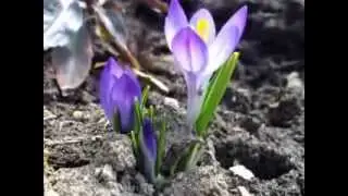 8 марта