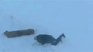 Мужик пошел выбивать ковер на улицу:)