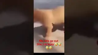 #funny #youtubeshorts #funnyanimals #funny #youtubeshorts #lol #dogs #sun #relax #🤣🤣🤣🤣🤣🤣