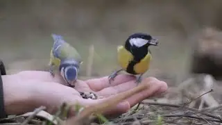 Handfeeding 3 different chickadees in seconds 4K