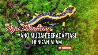 Hewan yang mudah beradaptasi dengan Alam - Online Zoo