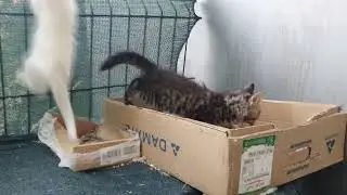 Котикам - 2 месяца!