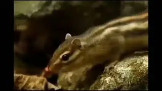 Snake vs Chipmunk