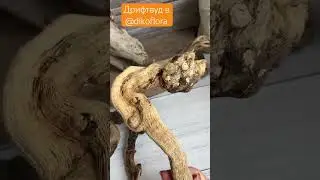 Дрифтвуд 17 мая 2024 г.