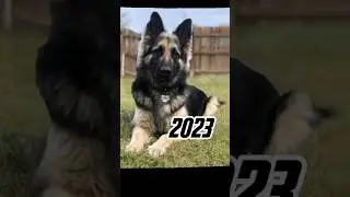 2023 german shepherd dog 🐕 vs 5000 bce german shepherd dog 💥 