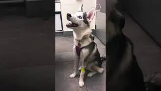 СЛЕПАЯ ХАСКИ😣😣😣