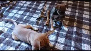 #adote #adocao #petrópolis #rj #reagat #anima #cachorr #ajud #pet #caes #bichinho #cao #cães  #caes