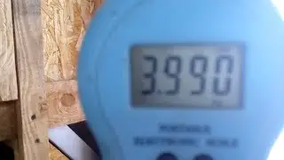 Ремонтным самкам Новозеландской чёрной породы исполнилось 4 месяца / контрольное взвешивание.