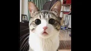 Japanese Cat watching aquarium fish. Funny!!!