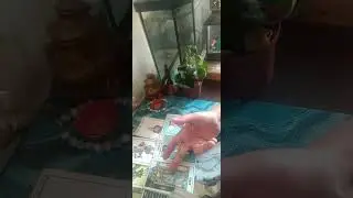 Ваша соперница...кого-то настигла карма.👍