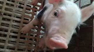 1 week old piglets
