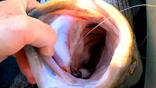 Epic Day of Striper Fishing on Artificial Baits!!