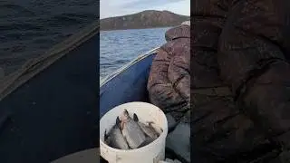 По деревенской квалификации -"рыбак обыкновенный", по городской  - "браконьер настоящий"