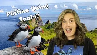 PUFFINS USING TOOLS?! - IT'S #TWISTEM!
