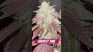 Mimosa Gushers Strain Flower Day 57 XXL LST Scrog  