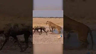Lioness vs. African wild dogs. Dikiak nature.