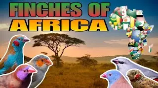 African Finches