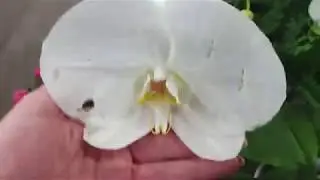 Orchid review in OBI MEGA BELAYA DACHA (Moscow)