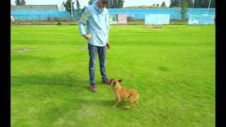 Pet Draw Rope Hand Throwing Ball