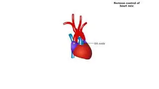 Definition of heart rate