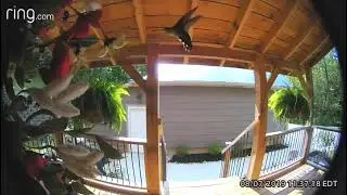 @kevinfrye1 has a guest on their Ring Doorbell - how cute!