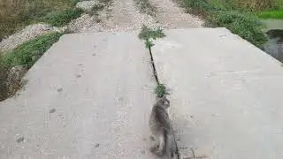 лучшее видео Алиса и Грей на прогулке