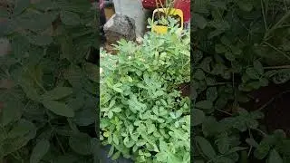 వేరుశనగ హార్వెస్ట్ కి సిద్దం #shorts #terracegarden #shortvideo