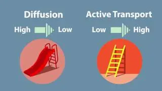 Transport in Cells  Diffusion and Osmosis, part - 1 Транспорт в клетках: Диффузия и Осмос, часть - 1