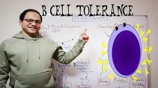 Immunological Tolerance (B-cell Tolerance)