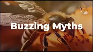 Buzzing Myths: Unveiling the Truth about Beekeeping and Bees | Geohoney