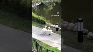 Почему только у лебедей.❤️Навсегда.❤️