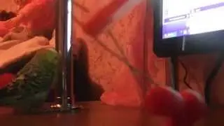 Говорящий попугай