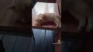 Котик Рыжик отдыхает после трудового садового дня  #shorts