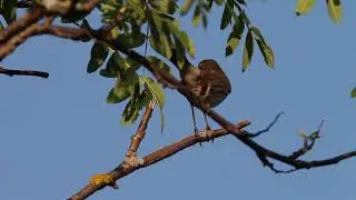 Варакушка поет, Luscinia Svecica sings.