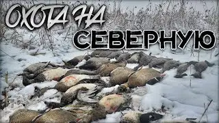 The northern duck was running like crazy | I shot 25 ducks in a couple of hours