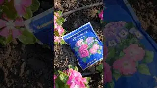 Підживлення квітів. Добриво тривалої дії Агрономіка для квітучих. Склад добрива.