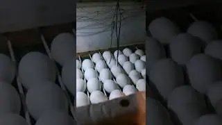 Checking incubators in 1 minute