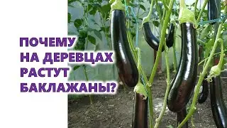 Why do eggplants grow on trees?