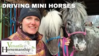 Driving Miniature Horses // Versatile Horsemanship