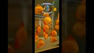 Супер дискус!