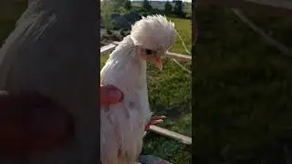 Голландская белохохлая.
