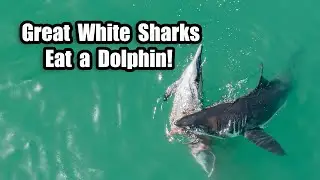 Great White Sharks Feast on a Dolphin