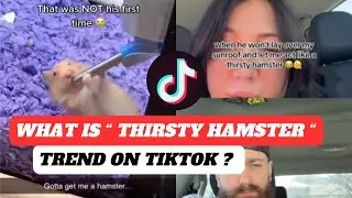 What is THIRSTY HAMSTER SUNROOF TREND ON TIKTOK | THIRSTY HAMSTER SUNROOF | THIRSTY HAMSTER MEANING