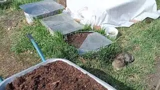 Посадили картошку с соседкой /Копаюсь весь день с землёй /