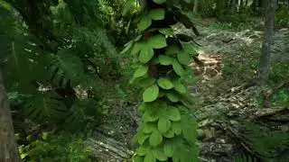 Free-to-download tropical demo made in UE5