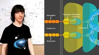 Desmosomes: Structure and Functions