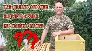 Как делать отводки и делить семьи без поиска матки?