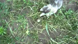 Мышке пришел...Собираю деньги, на спасение мышки :-//