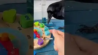 If you touch a raven’s beak…… 